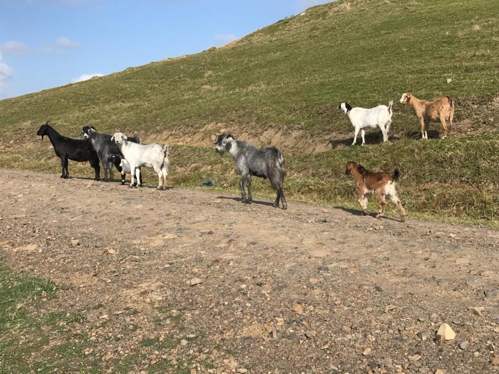 Goats cruising the hills near Destiny Cottage in Mbotyi