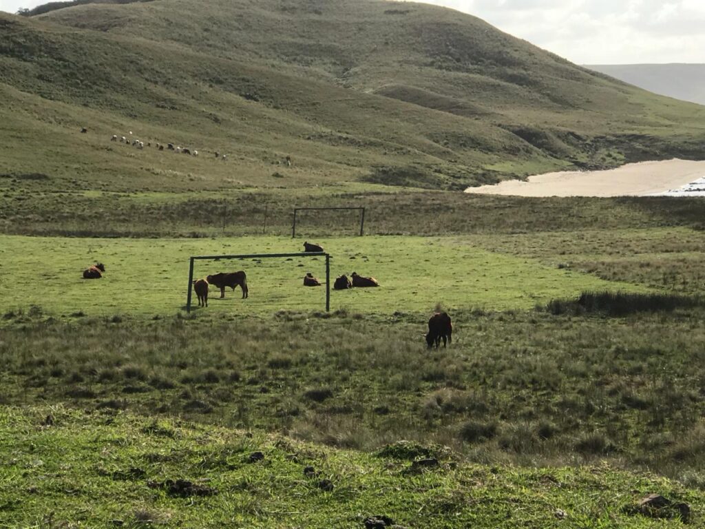 Soccer Fields Being Groomed By Mbotyi Cows Near Destiny Cottage