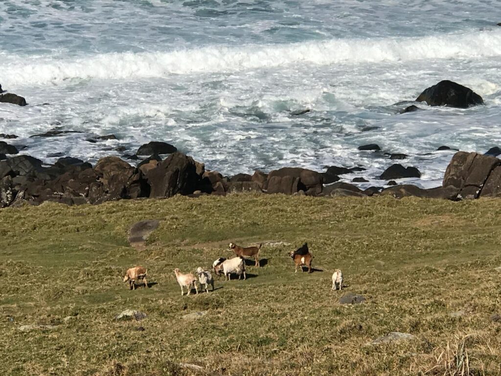 The Goats Of Mbotyi Beach