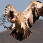 Cape Vulture Colony near Destiny Cottage