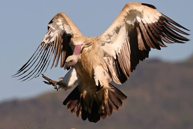 Cape Vulture Colony near Destiny Cottage Cape Vulture Colony near Destiny Cottage