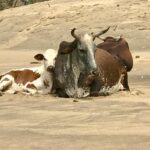 Cattle on the beach at Mbotyi by Destiny Cottage