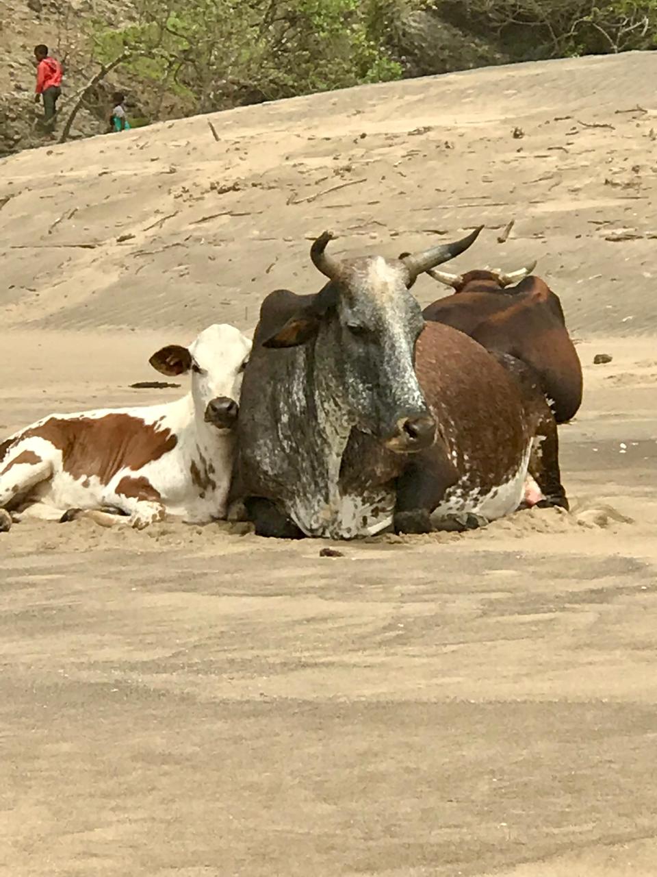 Cattle on the beach at Mbotyi by Destiny Cottage
