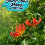Flame Lily at Destiny Cottage in Mbotyi