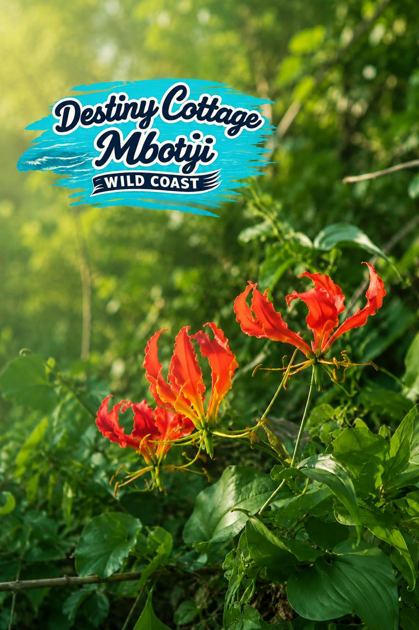 Flame Lily at Destiny Cottage in Mbotyi
