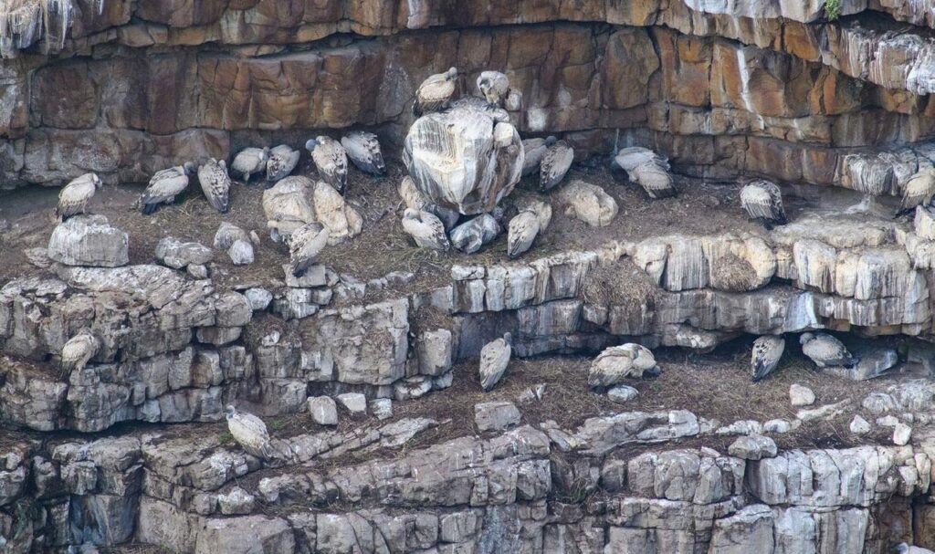 Vulture colony near Destiny Cottage