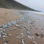 Sardines Washed Out On The Beach At Mbotyi