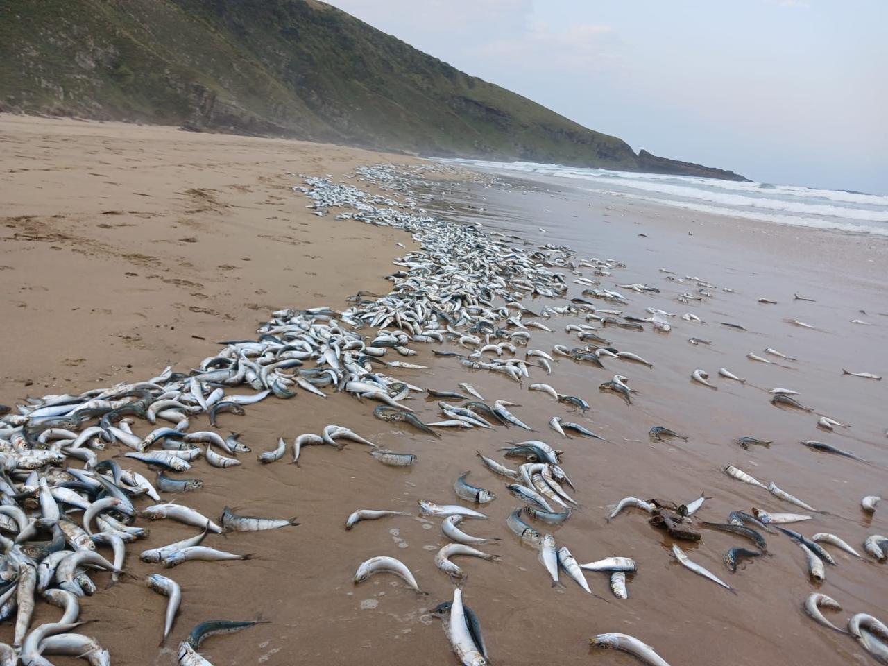 Sardines Washed Out On The Beach At Mbotyi